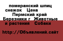 померанский шпиц снежок › Цена ­ 25 000 - Пермский край, Березники г. Животные и растения » Собаки   